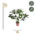 Philodendron Green Wonder 100cm - ø24cm Topf Bild 2