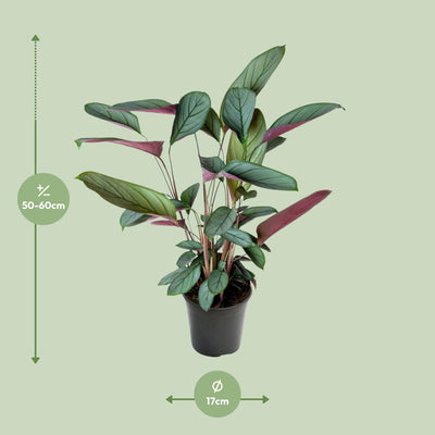 Ctenanthe Setosa: Blattzierpflanze im Ø17cm Topf, 60cm hoch