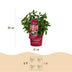 Hydrangea 'Groundbreaker Ruby' – Winter Hardy, Red Flowers, 14cm Pot Bild 3