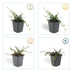 24x Cotoneaster 'Queen of Carpets' Bodendecker, 10-25cm, Ø9cm Bild 4