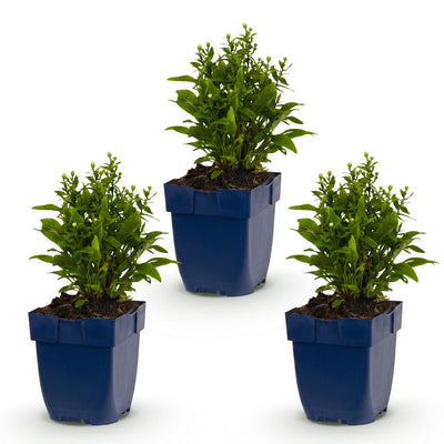 Green boutiQ - Perennial - Aster (D) Schneekissen - Sea Aster - Bee and Butterfly Attractors - White - 3 Plants - Pot 11cm - Height 15-25cm
