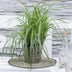 3x Carex morrowii 'Ice Dance' Ziergras, 30cm, Ø14 Bild 7