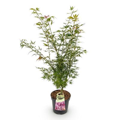 Japanischer Ahorn 'Jerre Swarts' - Orange-Rot, 90cm, Topf 26cm