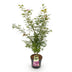 Japanischer Ahorn 'Jerre Swarts' - Orange-Rot, 90cm, Topf 26cm Bild 2