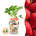 GreenboutiQ Erdbeerpflanzen Fragaria Elsanta - 6 Winterharte Pflanzen Bild 1