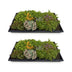GreenboutiQ Sedummatte: 10 Sorten, winterhart, pflegeleicht, 50x30cm Bild 1
