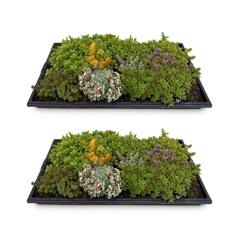 GreenboutiQ Sedummatte: 10 Sorten, winterhart, pflegeleicht, 50x30cm