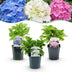 GreenboutiQ - Hortensie - Hydrangea macrophylla Tricolour - Blüte Blau, Rosa und Weiß - 3 Pflanzen - Laubabwerfend - Wenig Pflege - Topf 17cm Höhe 30cm Bild 10