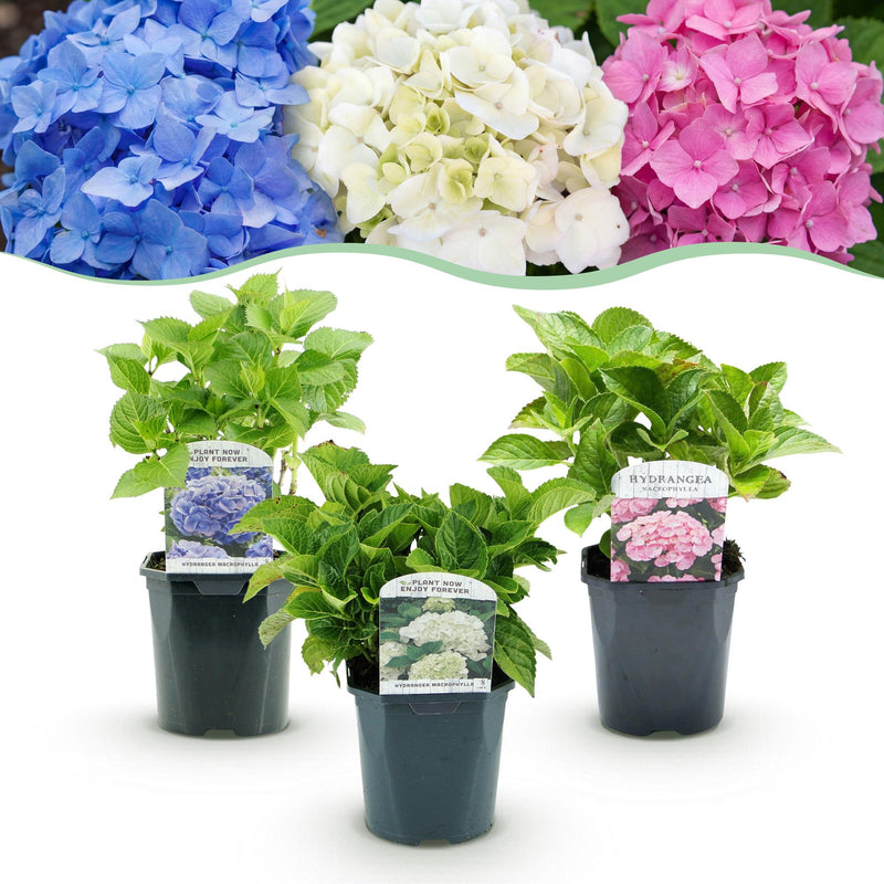 GreenboutiQ Hortensie Tricolour - 3 Pflanzen, bunte Blüte, pflegeleicht