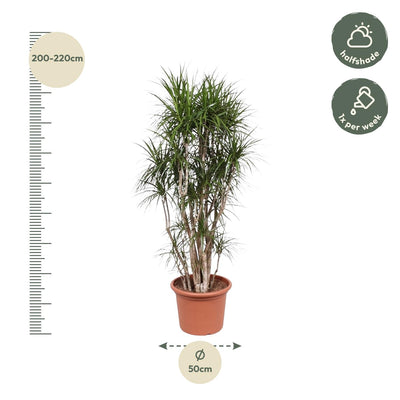 Dracaena Marginata vertakt - 220 cm - Ø40 cm - Exotische Grünpflanze