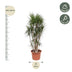 Dracaena Marginata branched - 220 cm - Ø40 cm - Exotic Houseplant Bild 2