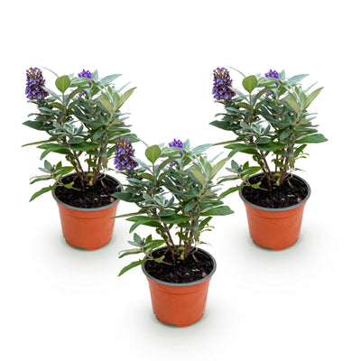 Buddleja davidii 'Little Lila' Schmetterlingsstrauch - 3 Pflanzen