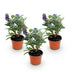 Buddleja davidii 'Little Lila' Butterfly Bush - 3 Plants Bild 2