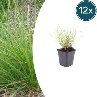 12x Glanzgras Sesleria autumnalis, 10-25cm, im 9cm Topf