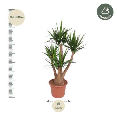 Verzweigte Elefantenfuß-Yucca (170 cm, Ø45)