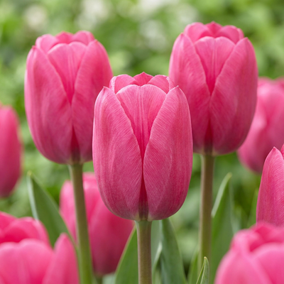 60x Tulipa Triumph Pink - Zwiebeln, Frühblüher, 11/12cm