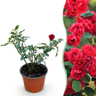 Gartenrose 'Rote The Fairy' - Winterhart, Blühfreudig, 1 Pflanze