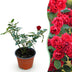 Gartenrose 'Rote The Fairy' - Winterhart, Blühfreudig, 1 Pflanze Bild 1