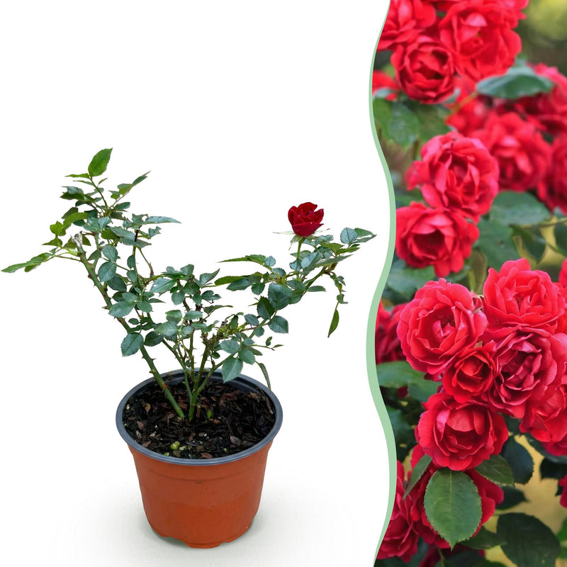 Gartenrose 'Rote The Fairy' - Winterhart, Blühfreudig, 1 Pflanze