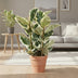 Ficus Elastica Tineke Gummibaum, Ø27cm, ↕100cm, Mehrfarbig Bild 3