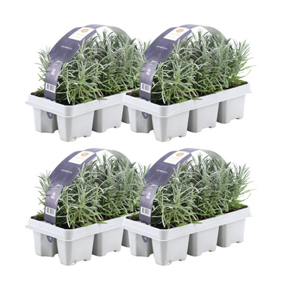 6er Set Lavendel angustifolia 'Blaue' - 24 Pflanzen Ø7 cm, ↕15 cm