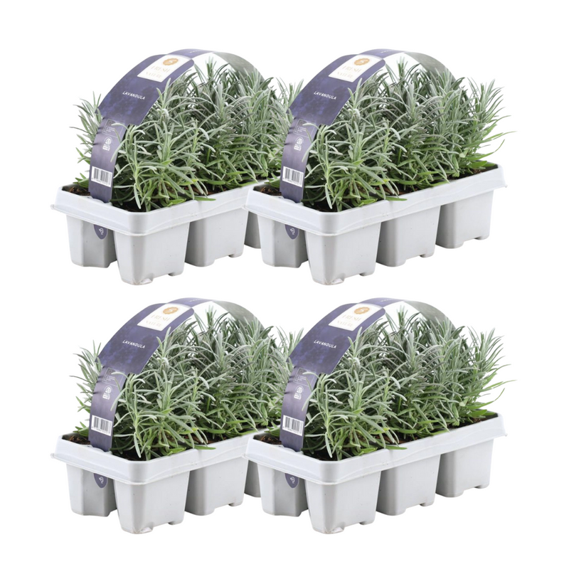 6er Set Lavendel angustifolia 'Blaue' - 24 Pflanzen Ø7 cm, ↕15 cm