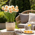 GreenboutiQ Narzissen Replete Zwiebeln - Weiß & Orange - 10 Stück Bild 3