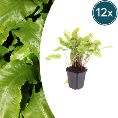 12x Hirschzungenfarn (Asplenium scolopendrium) im 9cm Topf
