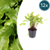 12x Hirschzungenfarn (Asplenium scolopendrium) im 9cm Topf Bild 1