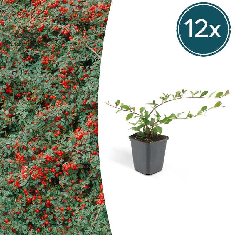 12x Evergreen Cotoneaster 'Major' – Groundcover 25cm