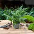 Athyrium spicatum Farn: Perfekt für Terrarien & Zimmer Bild 5