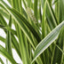 3x Carex morrowii 'Ice Dance' Ziergras, 30cm, Ø14 Bild 5