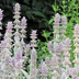 12x Stachys byzantina 'Silver Carpet' – Bodendecker, 10-25cm Bild 6