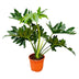 Philodendron Selloum Baumphilodendron 60cm Ø22 Bild 1
