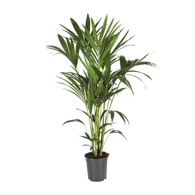 Kentia-Palme (Howea Forsteriana) Ø21cm - H120cm