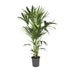 Kentia-Palme (Howea Forsteriana) Ø21cm - H120cm Bild 1