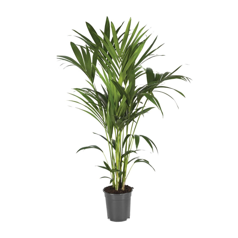 Kentia-Palme (Howea Forsteriana) Ø21cm - H120cm
