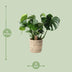 Monstera in a palm leaf basket, 21cm pot, 60cm height Bild 2
