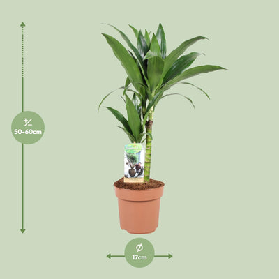 Dracaena Janet Craig, 60cm, Ø17cm Topf