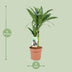 Dracaena Janet Craig, 60cm, Ø17cm Topf Bild 2