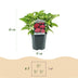 GreenboutiQ - Hortensie - Hydrangea macrophylla Rot - Blüte Rot - 1 Pflanze - Laubabwerfend - Wenig Pflege - Topf 17cm Höhe 30cm Bild 4
