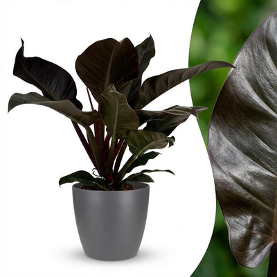 Philodendron Imperial Red Zimmerpflanze mit Topf - 60cm