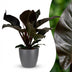 Philodendron Imperial Red Houseplant with Pot - 60cm Bild 1