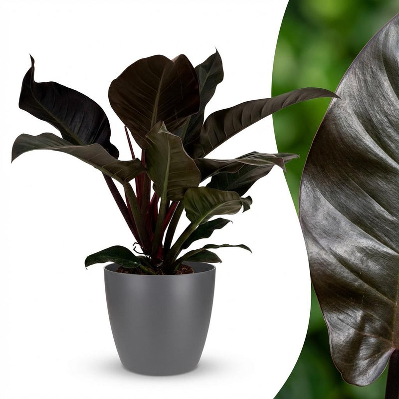 Philodendron Imperial Red Houseplant with Pot - 60cm