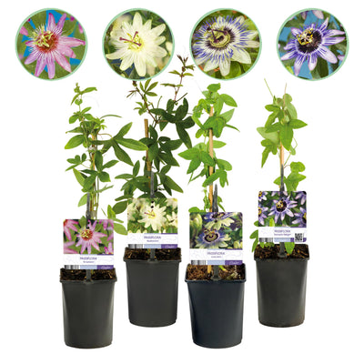 GreenboutiQ Passionsblume Rainbow: 4 bunte Pflanzen, pflegeleicht