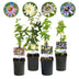 GreenboutiQ Passionsblume Rainbow: 4 bunte Pflanzen, pflegeleicht Bild 1