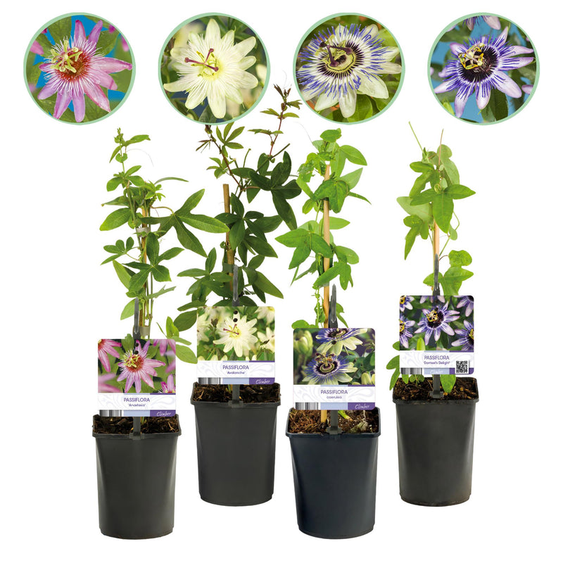 GreenboutiQ Passionsblume Rainbow: 4 bunte Pflanzen, pflegeleicht
