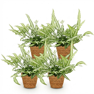 Green BoutiQ Pteris cretica Albolineata - Schwertfarn, 4 Pflanzen