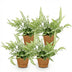 Green BoutiQ Pteris cretica Albolineata - Schwertfarn, 4 Pflanzen Bild 2