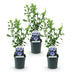 Hibiscus syriacus 'Oiseau Bleu' – 3 Plants – 17cm Pot – Blue Bild 2